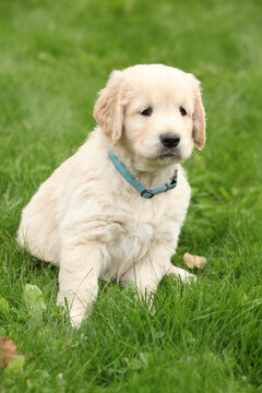 Amazing puppy of gold retriever in the garden