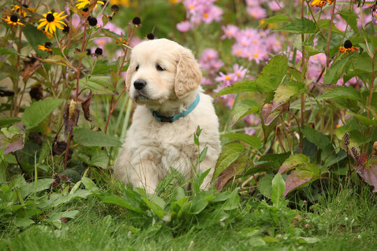 Amazing puppy of gold retriever with flowers in the garden