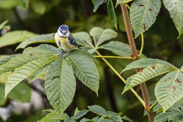 Eurasian Blue Tit (cyanisies caeruleus) with insect in its beak for its chicks. Biodiversity concept in the city. Bird from my balcony. © Pi-R