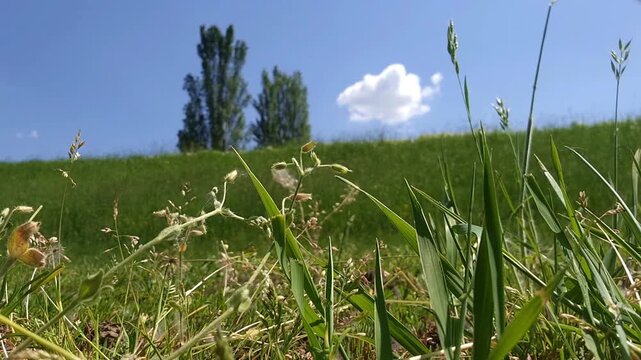 Riding on bicycle on the embankment near Tisza river