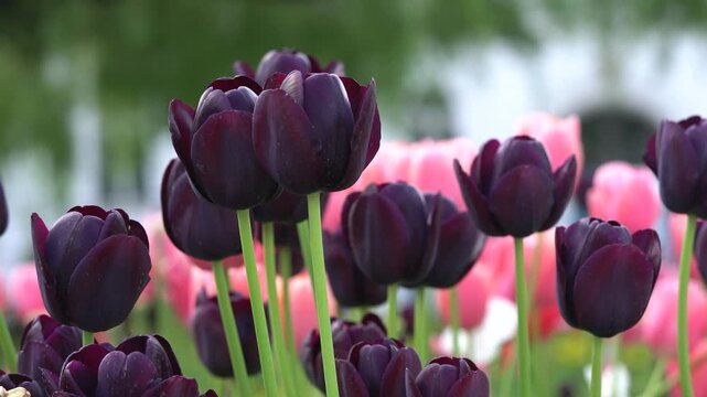 Black Tulips in Bloom &ndash; Rare Tu;ip Floral Garden Footage