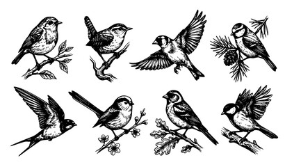 Fototapeta premium Detailed small bird line art sketches vector collection isolated on white