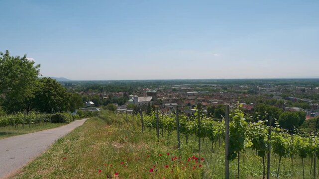 Blick vom Weinberg Kirchberg auf die Stadt Bensheim an der Bergstra&szlig;e mit Stadtkirche Sankt Georg  im Sommer 