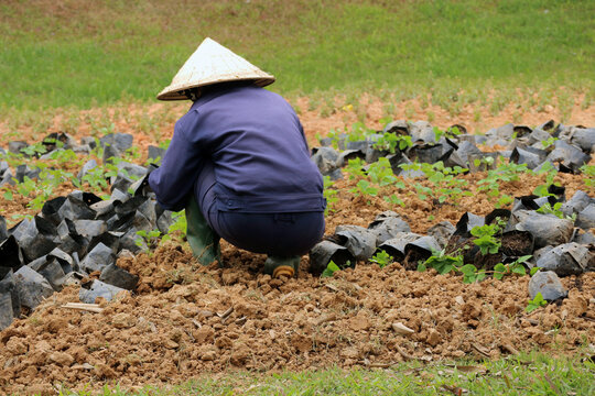 Gardener, wearing a traditional conical hat, planting flowers on a flowerbed in Dalat, Vietnam