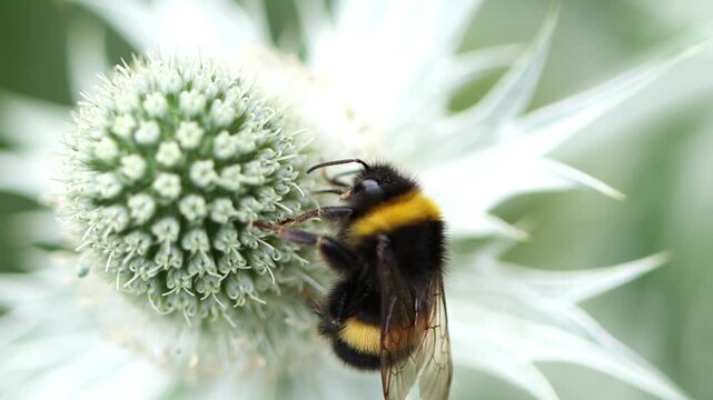 close up brown bumblebee on a large white flower, close-up of a common carder bee searching for nectar, bumblebee from above on a white flower, antennae, pollen, Bombus terrestris