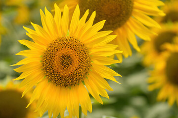Naklejka premium Beautiful bright yellow sunflower blooming in the field with a blurred background