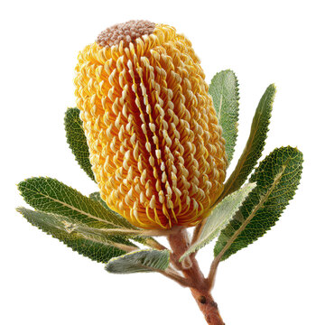 Yellow Banksia inflorescence with serrated green leaves isolated against a neutral tone