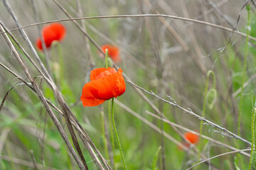 Fototapeta premium Red poppy flowers growing in dry field grass Wild scarlet poppies blooming in countryside