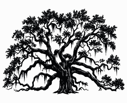 Grand silhouette vector illustration of a sprawling, ancient live oak tree adorned with abundant Spanish moss, conveying timeless natural beauty.