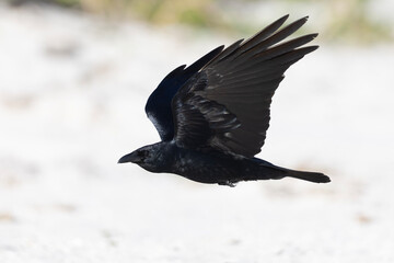 Fototapeta premium A fish crow (Corvus ossifragus) in flight.