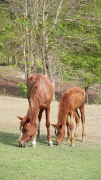 A brown mare and her young foal grazing together on a green pasture with a natural forest background in soft daylight.