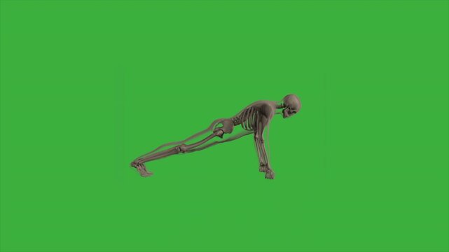 Skeletal human body doing pushups green screen