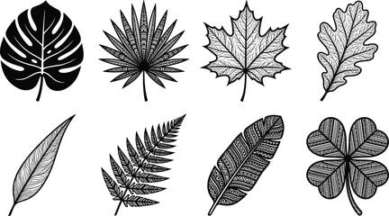 Decorative leaf vector icon set featuring detailed black silhouettes of monstera maple fern palm and clover foliage elements © MDMUNTASSER