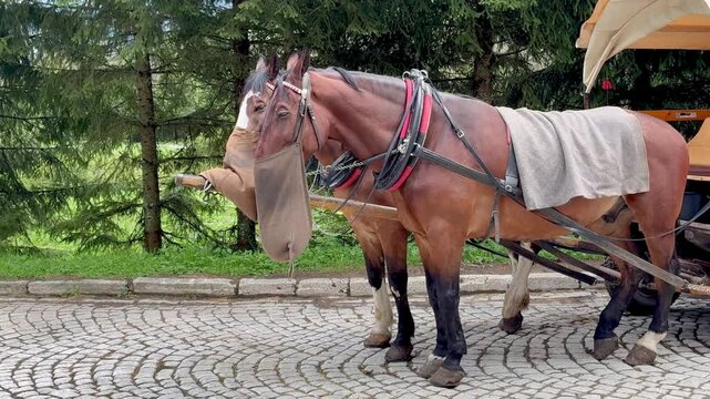 Cart horses having snaks from the bags hanging from the horse harness
