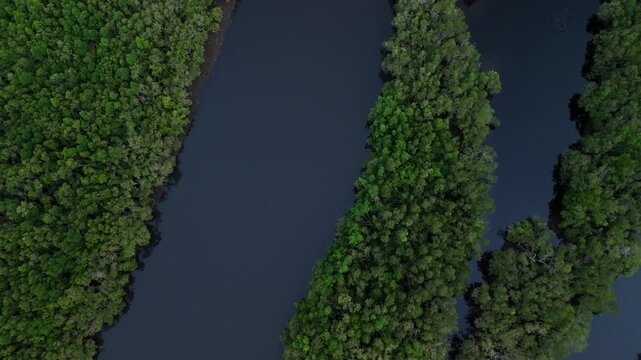 High-angle shot of a meandering river bordered by dense forest. Ideal for environmental projects