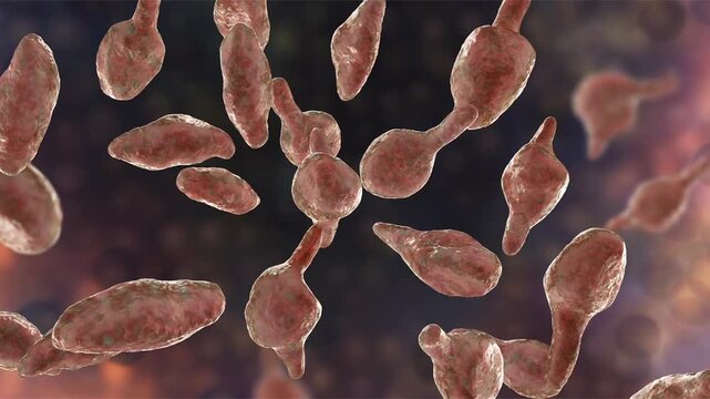Mycoplasma genitalium, 3D illustration showing small pleomorphic bacteria lacking a cell wall, associated with non-gonococcal urethritis, cervicitis and pelvic inflammatory disease.