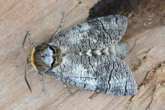 Detailed close-up of a goat moth, Cossus cossus, highlighting its detailed texture and natural features, suitable for entomology. Caterpillars feed in the trunks and branches of trees.