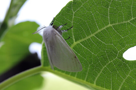 White Satin Moth (Leucoma salicis) male at rest on leaf, showing antennae.