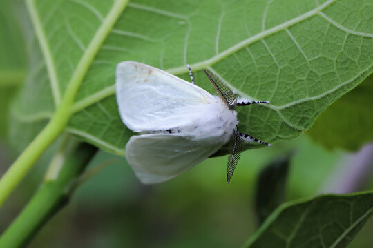 White Satin Moth (Leucoma salicis) male at rest on leaf, showing antennae.