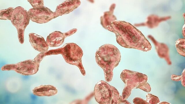Mycoplasma genitalium, 3D illustration showing small pleomorphic bacteria lacking a cell wall, associated with non-gonococcal urethritis, cervicitis and pelvic inflammatory disease.