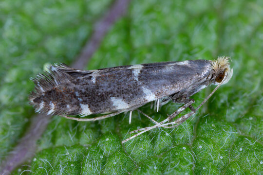 Callisto denticulella a moth of the family Gracillariidae. Larvae mine the leaves of orchard apple, Malus species. A pest of crops, gardens and orchards.