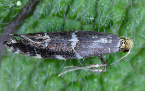 Callisto denticulella a moth of the family Gracillariidae. Larvae mine the leaves of orchard apple, Malus species. A pest of crops, gardens and orchards.