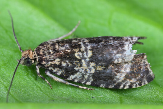 Dark strawberry tortrix, Syricoris lacunana, a small moth species of the family Tortricidae. The caterpillars feed on a wide variety of plants, including crops such as strawberries.