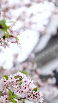 Kumamoto Castle, exterior view, Kumamoto city, Chuo-ku, Kyushu island region, Japan, spring landscape view and blooming sakura cherry blossom, Kumamoto prefecture, travel to Japan, Japanese castle