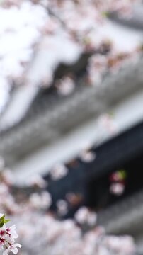 Kumamoto Castle, exterior view, Kumamoto city, Chuo-ku, Kyushu island region, Japan, spring landscape view and blooming sakura cherry blossom, Kumamoto prefecture, travel to Japan, Japanese castle