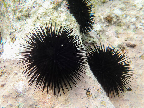 urchin, sea, sea urchin, animal, black, underwater, marine, black sea urchin, mediterranean sea, food, ocean, nature, isolated, life, wildlife, echinus, summer, echinodermata, seafood, water, natural.