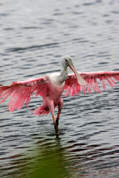 A very wet Roseate Spoonbill, Ajaja ajaja