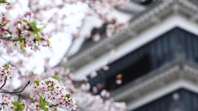 Kumamoto Castle, exterior view, Kumamoto city, Chuo-ku, Kyushu island region, Japan, spring landscape view and blooming sakura cherry blossom, Kumamoto prefecture, travel to Japan, Japanese castle
