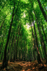 Fototapeta premium Sunlight filtering through lush deciduous forest in the Little Carpathians, Slovakia