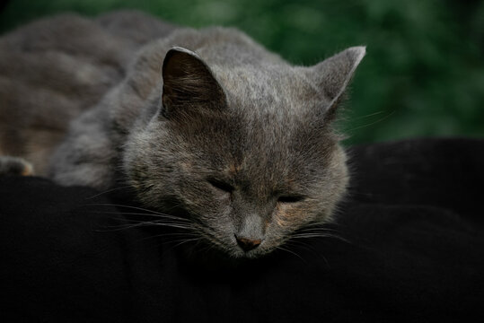 Sad cat