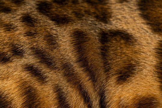 Bengal cat texture