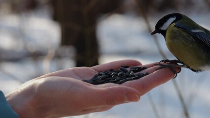 Woman feeding cute tit bird to sunflower seeds at snowy woodland. Beautiful tomtit pecking food from female hand at winter forest. Small titmouse eating meal from arm of young girl at snow park © ExpressVectors