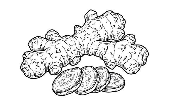 Ginger root and slices black and white sketch illustration on a white background zingiber officinale