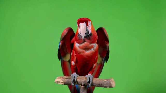 Red macaw flapping wings on a wooden perch