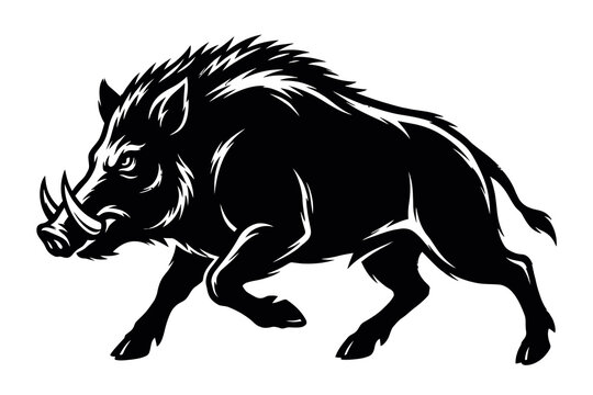 Wild boar silhouette illustration a detailed black and white animal graphic pig sus scrofa mammal