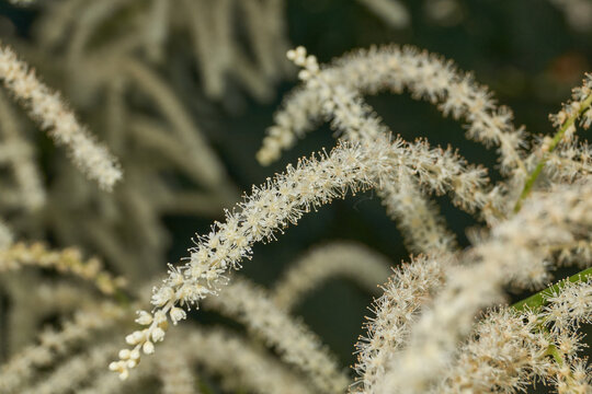 Aruncus (Latin Aruncus) blooms in the garden. Inflorescences of the Aruncus.