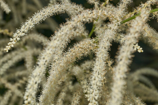 Aruncus (Latin Aruncus) blooms in the garden. Inflorescences of the Aruncus.