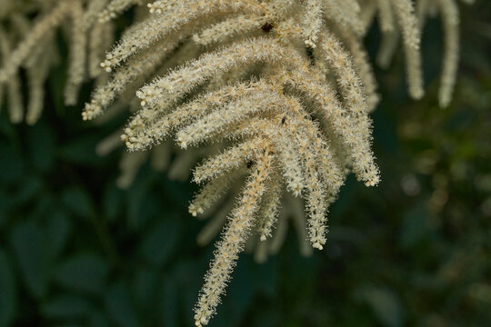 Aruncus (Latin Aruncus) blooms in the garden. Inflorescences of the Aruncus.