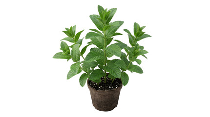 Fototapeta premium Fresh green mint plant growing in a small brown flower pot as isolated element