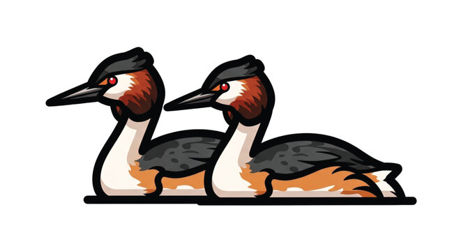 Two Grebes Side by Side Profile.