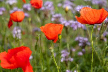 Obraz premium Red poppy flowers held gently for Anzac Day memorial and gratitude concept