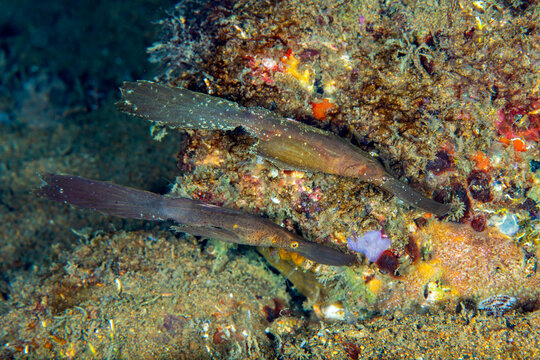 Pair of robust ghost pipefish camouflaged against a colorful reef in Anilao, Philippines