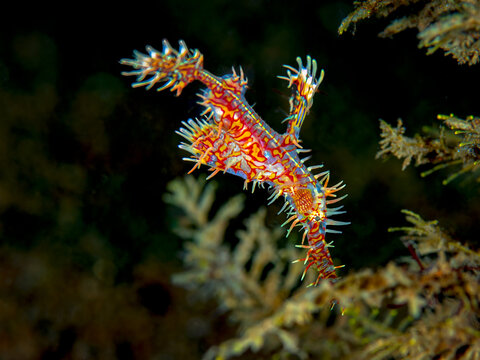 Colorful ornate ghost pipefish drifting among underwater vegetation in Anilao Philippines