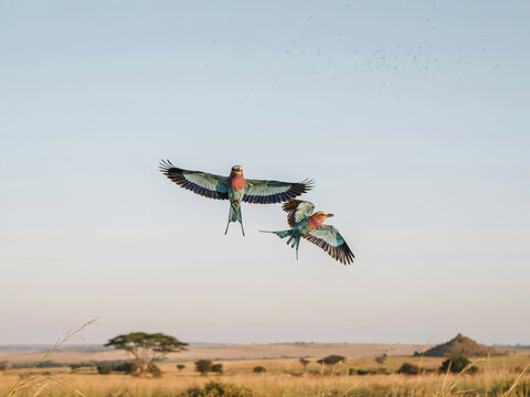 Two Lilac Breasted Rollers Flying in the Sky bird wildlife