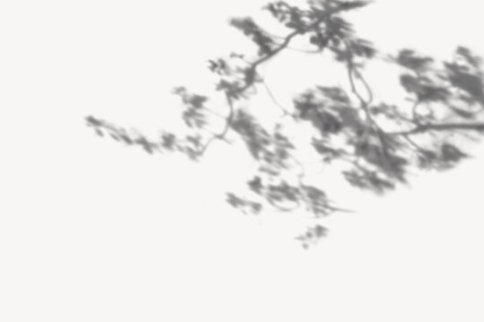 Blurred silhouette of tree branches against a bright white background.