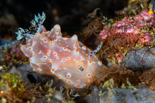 Colorful Halgerda batangas nudibranch crawling over coral reef in Anilao